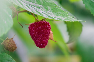 Big ripe raspberry