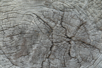 Old tree stump texture.