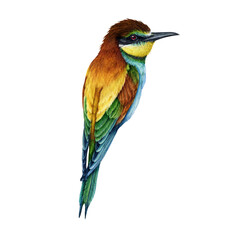 Obraz premium Bee-eater bird watercolor illustration. Hand drawn bright wildlife Europe avian. European bee-eater single element on white background. Beautiful bright colored birdie.