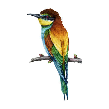 Bee-eater bird on a tree branch. Watercolor illustration. Hand drawn bright wildlife Europe avian. European bee-eater single element. Beautiful bright colored birdie.
