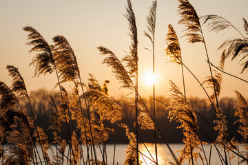 Reeds at lake. Golden sky during sunset. Tranquility in nature. Sunlight reflection on water