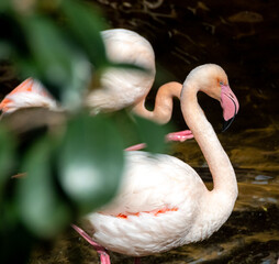 pink flamingo in the zoo
