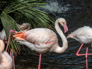 Fototapeta na wymiar flamingo in the zoo