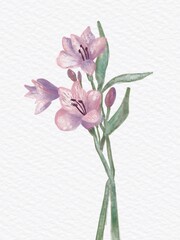 hand drawn watercolored alstroemeria, beautiful hand drawn watercolored flower illustration