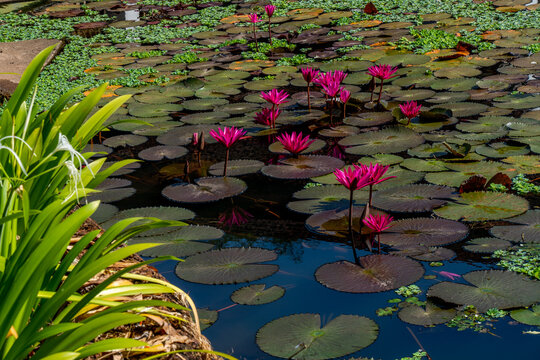 Beautiful pink lotus water plant fields. Water lilly fields in Kerala, India. Hight quality photo