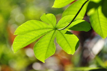 Fototapeta na wymiar Nature close-up of green casava leaves selective focus
