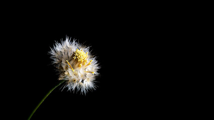Grass flower isolated on black background