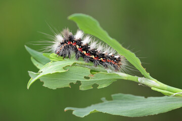 A hairy, colourful caterpillar of a butterfly moth on a plant damaged by its feeding.