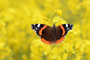 Schmetterling 1056 © K.-U. Häßler
