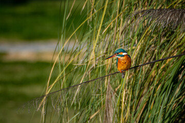 Beautiful blue king fisher looking for food in pond in south Spain - Eurasian kingfisher - Alcedo atthis