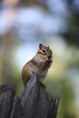 chipmunk has lunch