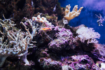 shrimp in aquarium aquatic world marine animals