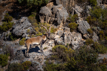 Naklejka na ściany i meble Beautiful Ibex in the mountains of Sierra Nevada in Spain near Granada
