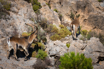 Beautiful Ibex in the mountains of Sierra Nevada in Spain near Granada