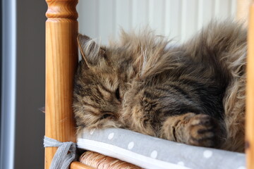 Chat qui dort 