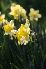 Obraz premium daffodils in spring