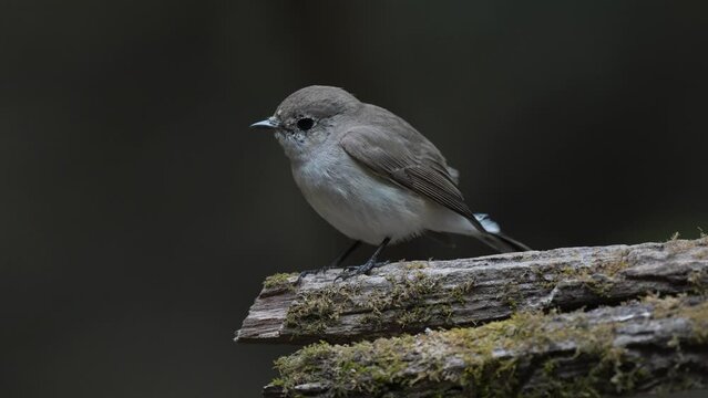 Taiga Flycatcher Bird watching in forest 