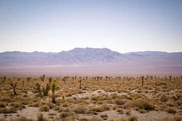 champ de cactus dans la vallée de la mort