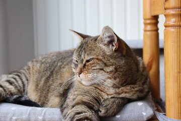 Chat 