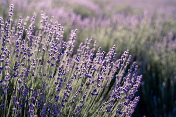 Obraz premium Lavender field. With soft light effect for floral background