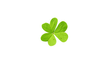 Shamrock symbol of Ireland and Saint Patrick Day isolated transparent png. Oxalis acetosella young green trefoil leaf.