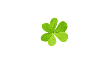 Shamrock symbol of Ireland and Saint Patrick Day isolated transparent png. Oxalis acetosella young green trefoil leaf.