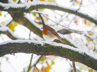 Robin on snow covered branch