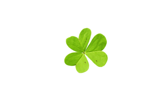 Shamrock symbol of Ireland and Saint Patrick Day isolated transparent png. Oxalis acetosella young green trefoil leaf. - Powered by Adobe