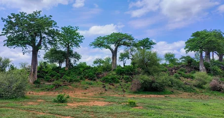 Foto op Plexiglas baobab tree summer landscape of the pafuri region © Antje