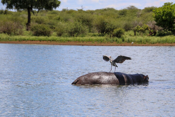 grey heron landing on the back of a hippo