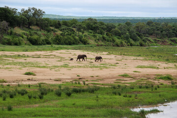 Naklejka na ściany i meble elephant female and two young elephants in the riverbed