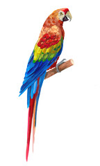 Tropical bird, parrot ,blue and yellow macaw ara