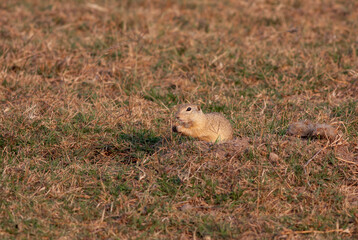 Spermophilus chipmunk ground squirrel gelengi