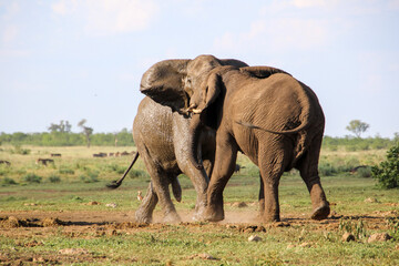 Obraz premium Elephant bulls fighting