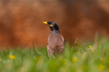 Fototapeta premium bird on the grass, Common Myna, Acridotheres tristis
