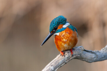 colorful bird spying on its prey on dry branch,Common Kingfisher, Alcedo atthis