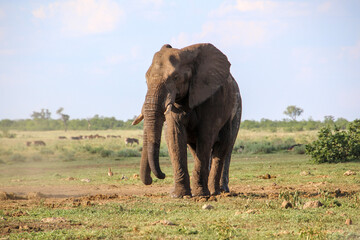 Fototapeta na wymiar two elephants standing almost completely behind each other
