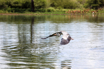 grey heron in flight over the water