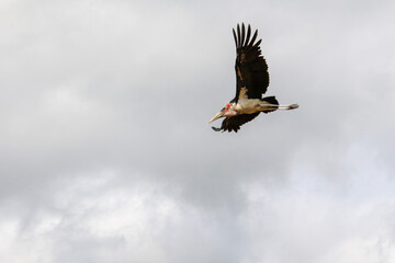 marabou stork in flight