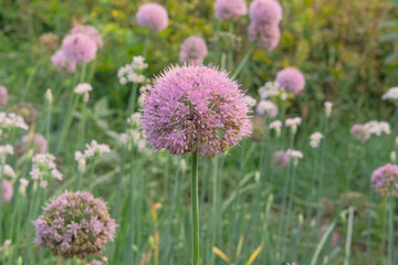 Purple onion flowers in farming and harvesting. Vegetables grown in a rural garden.