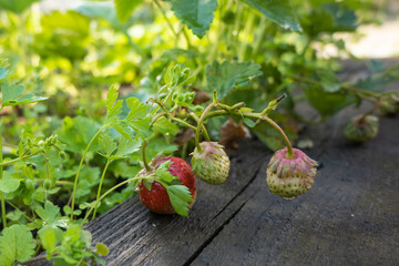 Strawberry plant. Garden stawberry bushes. Strawberries in growth at garden. Unripe berries and foliage strawberry