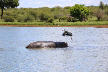 grey heron about to land on a hippo