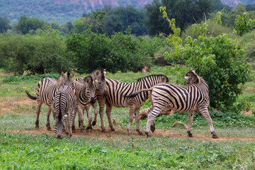 Fototapeta na wymiar group of zebra in the wild