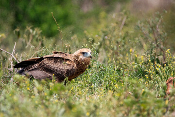 juvenile bateleur eagle sitting in the grass