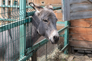Sad donkey in a cage portrait. Domestic rural animal