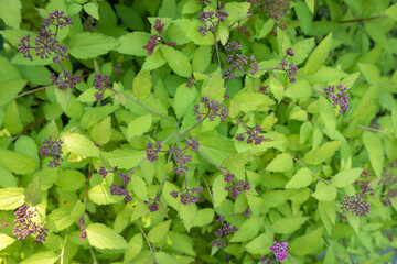 Japanese spirea leaves on the branch. Spring and first leaves before blooming