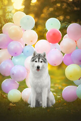 siberian husky dog happy birthday with color balloons © Tina
