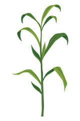 Fototapeta premium Corn growing stage. Maize growth plant isolated on white background. Farm plant evolving, development stage. Planting process