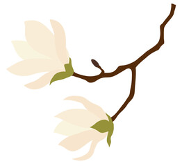Representative spring flower of April, elegant magnolia flower, 4월의 대표적인 봄꽃, 우아한 목련꽃