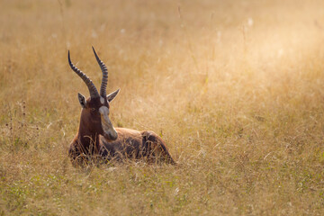 Safari South Africa